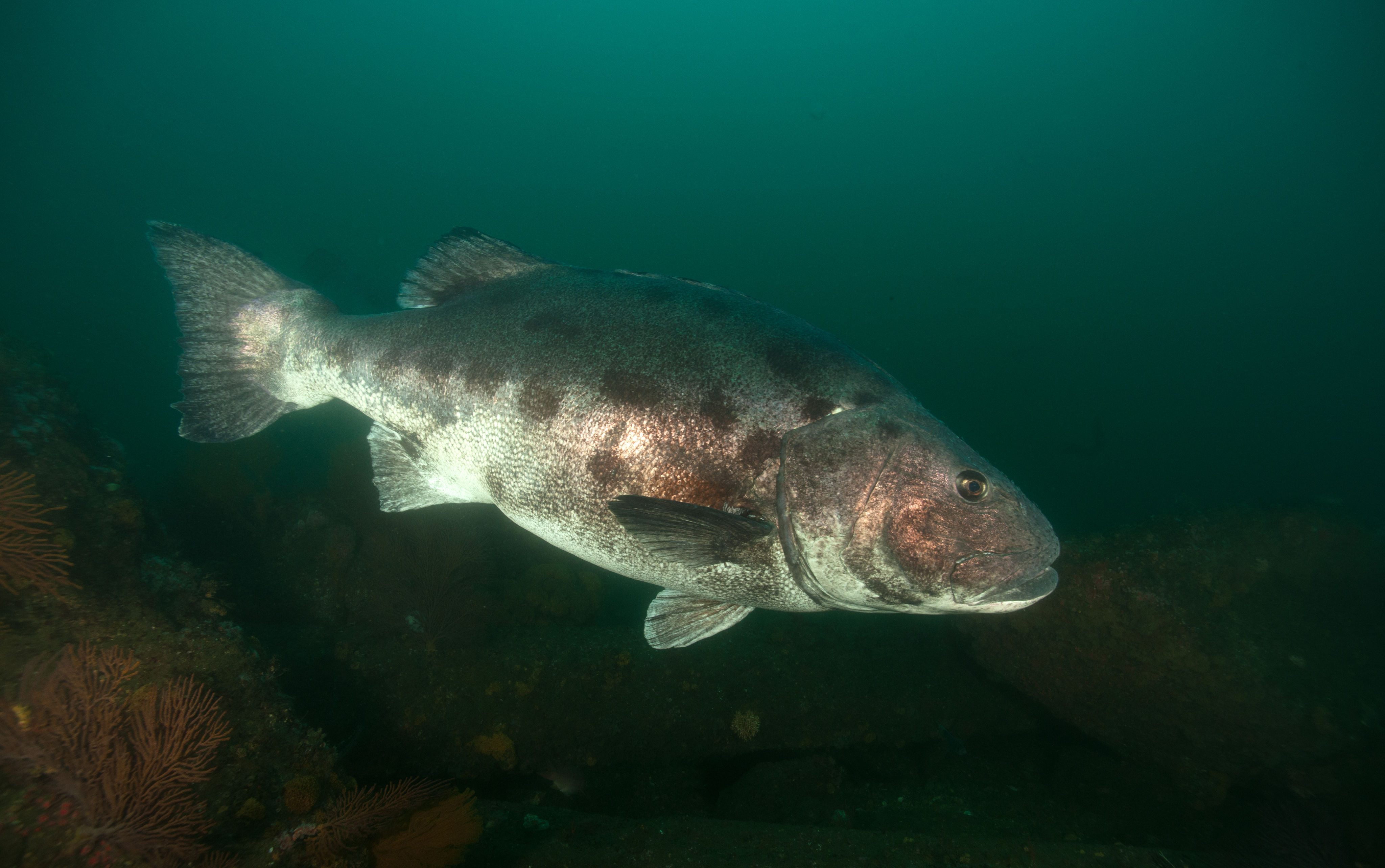 Spotting Giant Sea Bass