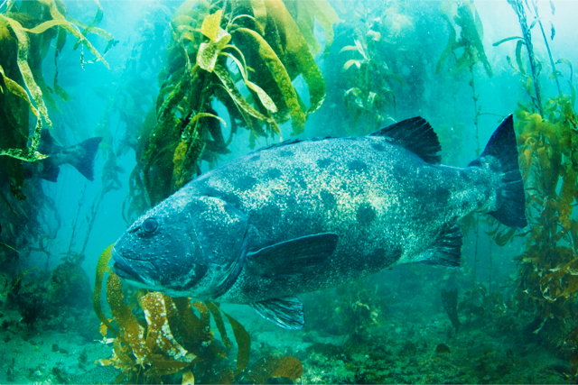 Juvenile Giant Black Sea Bass