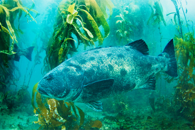 Spotting Giant Sea Bass