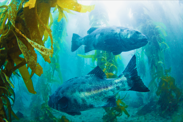 giant sea bass juvenile