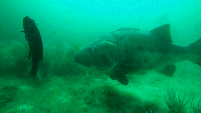 giant sea bass juvenile