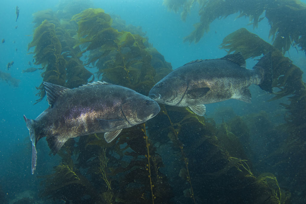 1e334e46-b8d7-4cc9-b674-37ba6de4531d