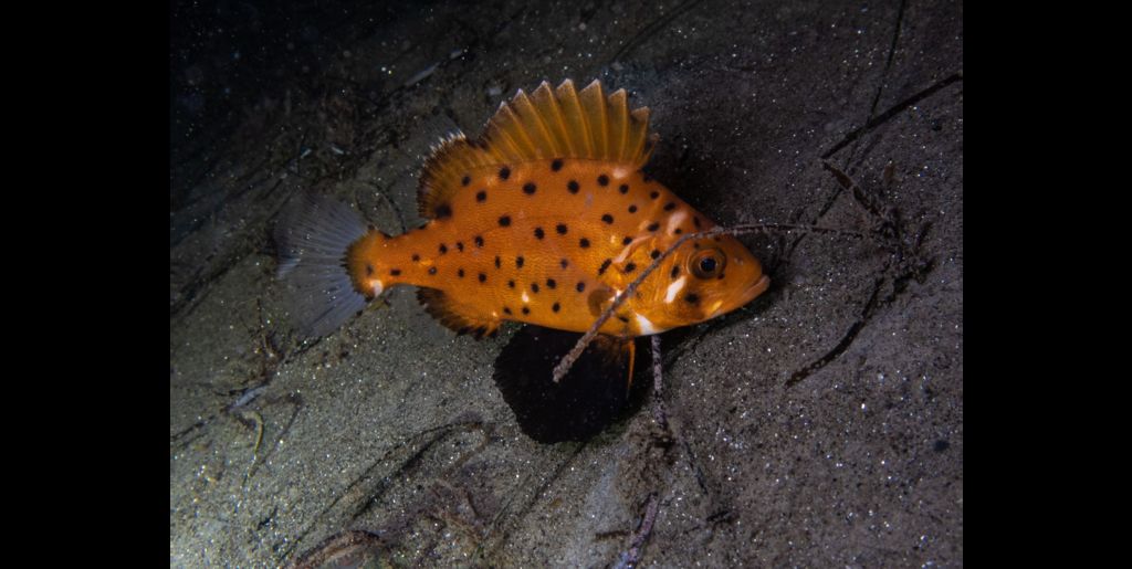 bfa714bd-9a93-49ef-83d9-6ef900bafd9d