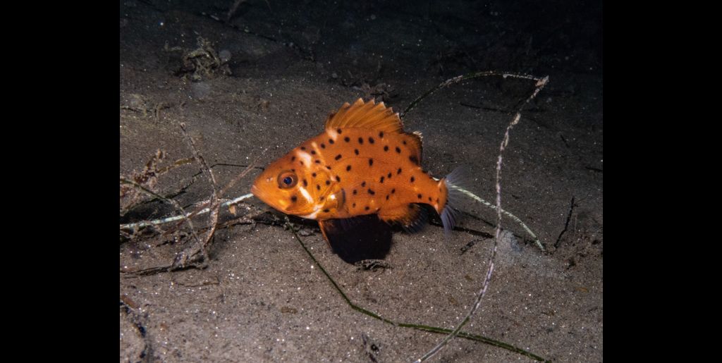 bfa714bd-9a93-49ef-83d9-6ef900bafd9d