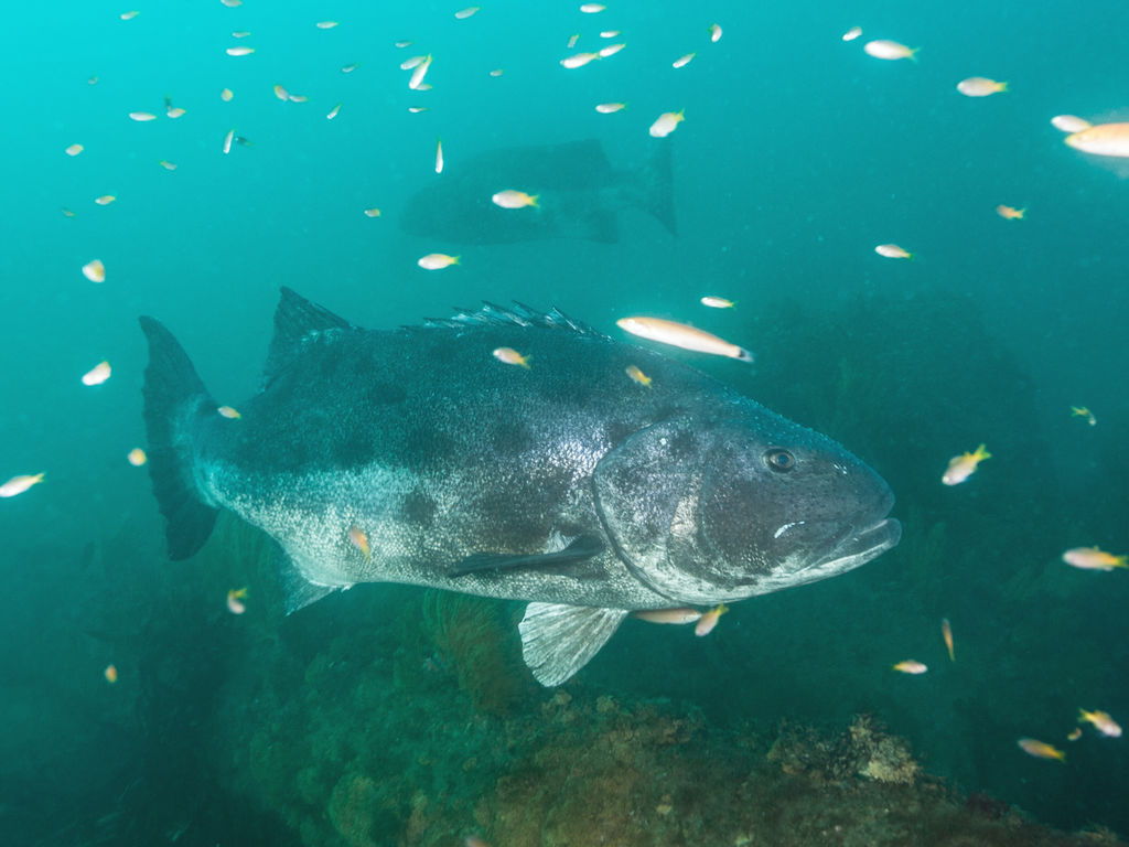 cfc51f46-2d4a-4096-9b6d-c56de3e312e2