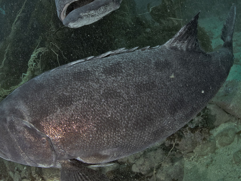 458fc7e2-95f3-4d9a-a9e6-cf2b49412684