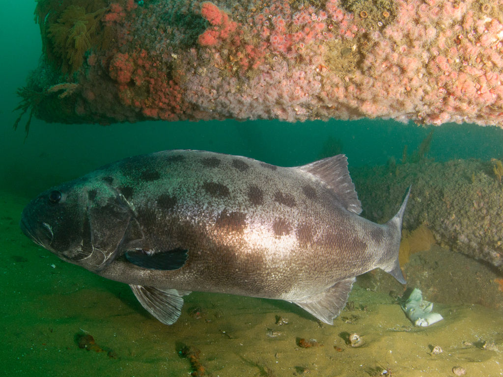 cdd1b46f-152b-49ab-8fd1-bb74dde8b2fc