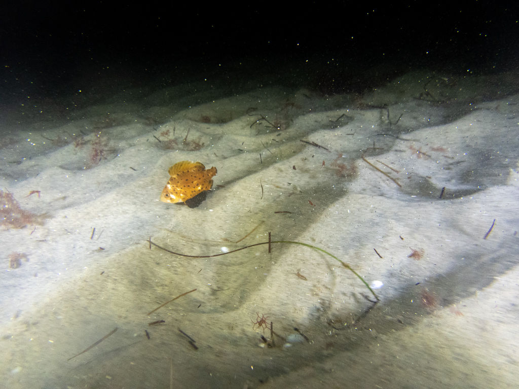 44ca432d-bc88-4432-b889-eadfa446fba8