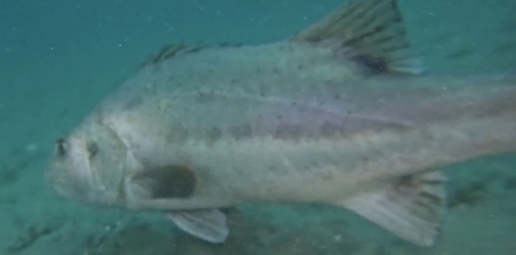 f6f40a4a-2fd6-49d3-b24e-51621a5436b0