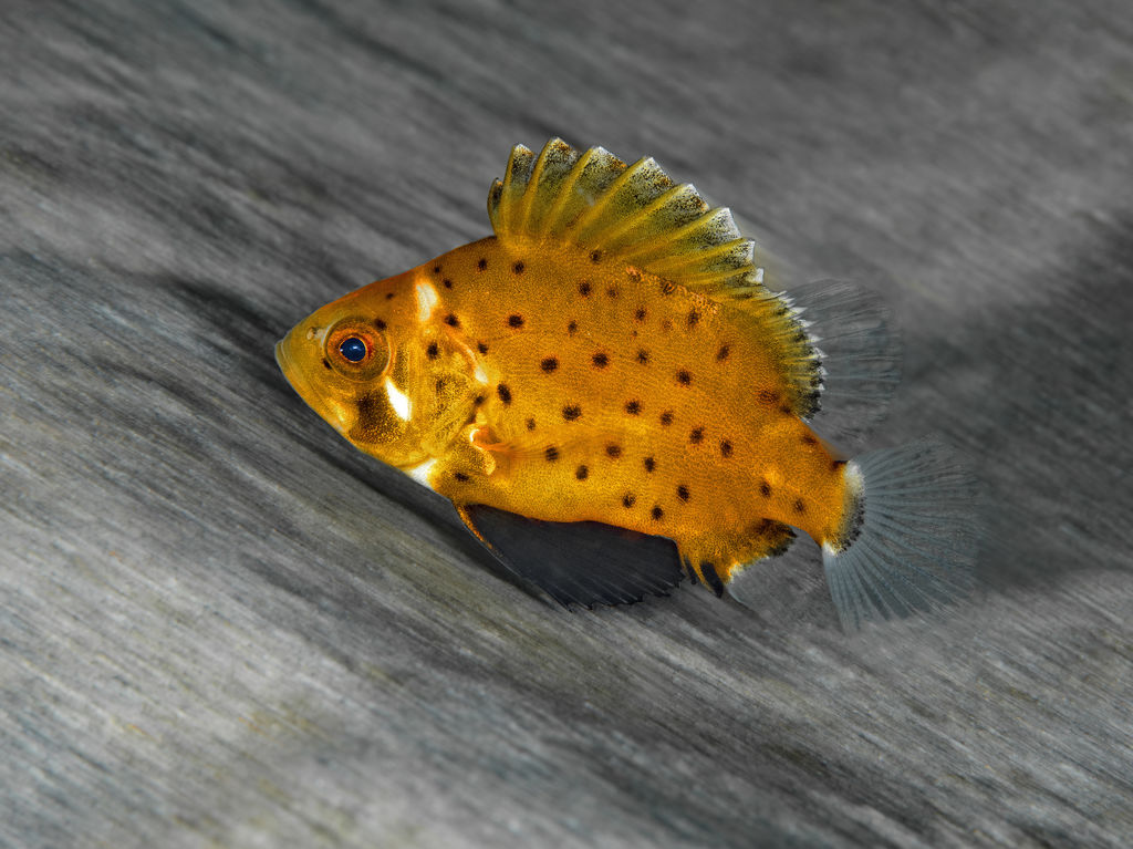 7113ba0c-0020-4296-b18e-740bf0daa537