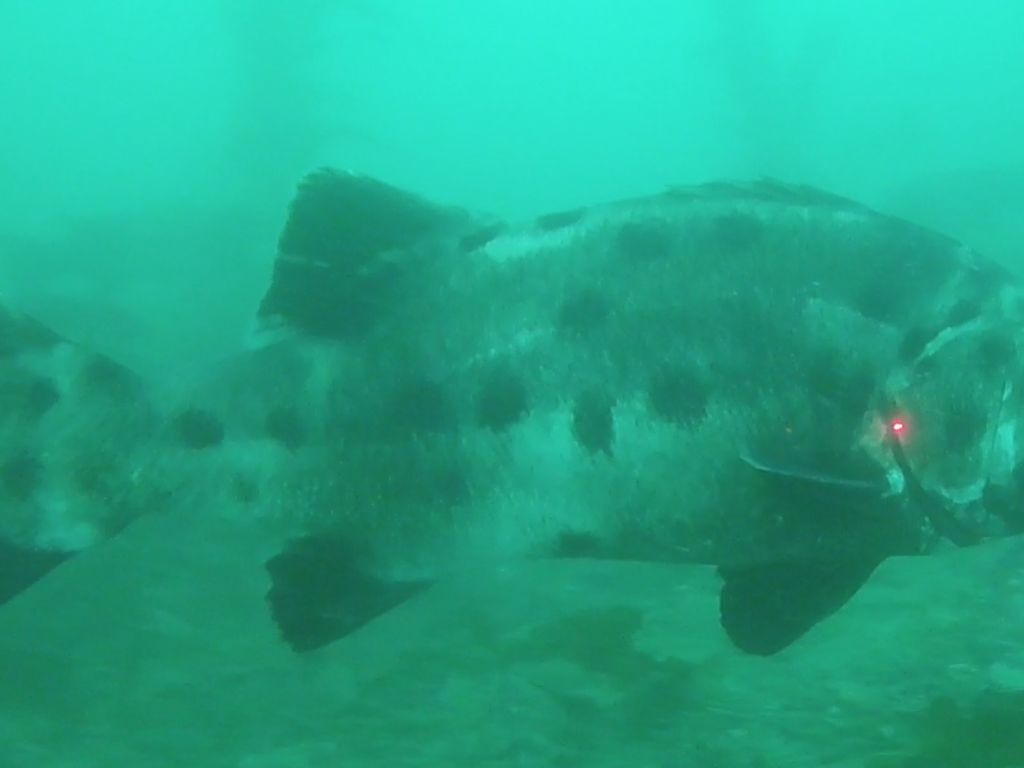 e52f114e-8066-41e0-8def-c8e2521a0e41