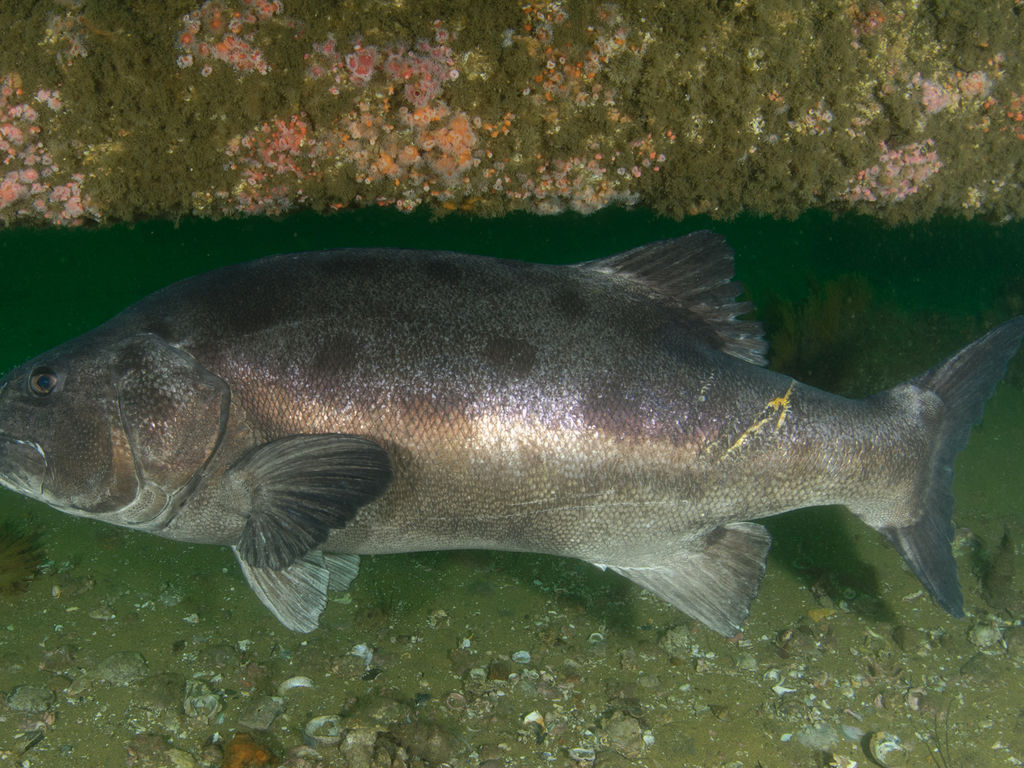 78beda97-d87e-4d78-949a-feee67f2a89d