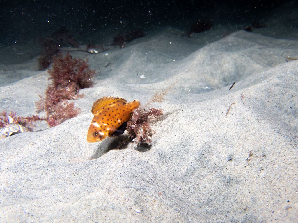 a727b322-7ee0-4242-ab02-d57cdff94572