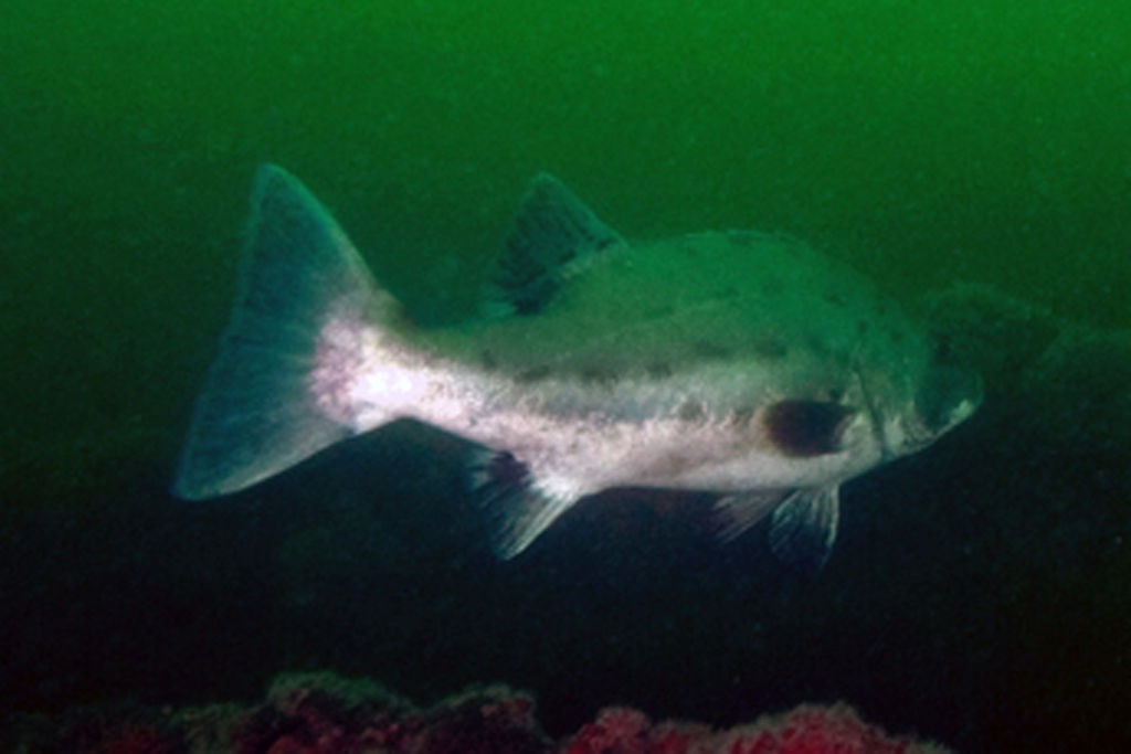 f5095a47-060f-4df1-970e-6cf443477136