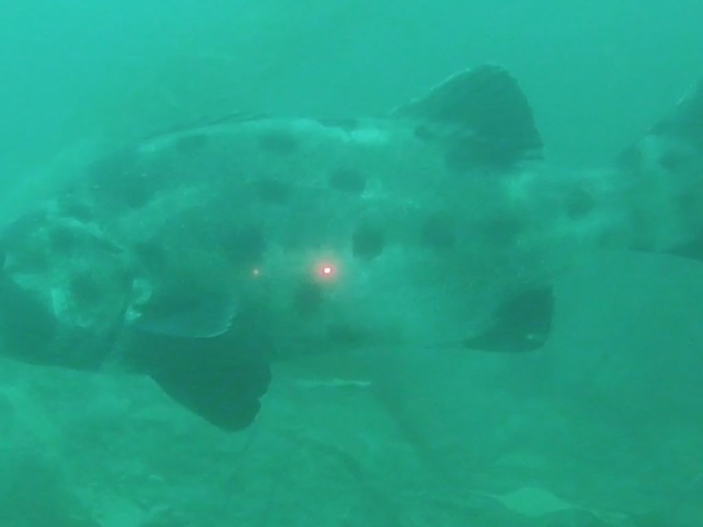 e52f114e-8066-41e0-8def-c8e2521a0e41