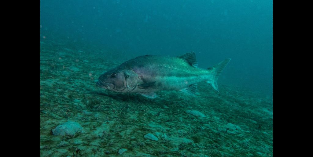 606e6a39-b852-4292-b334-0ec4c7738e5c