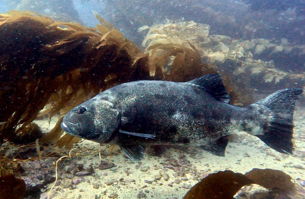 c0a64070-f155-4b32-bf0e-1681f476d409