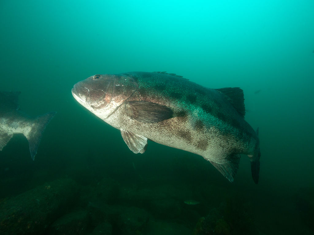 cfc51f46-2d4a-4096-9b6d-c56de3e312e2