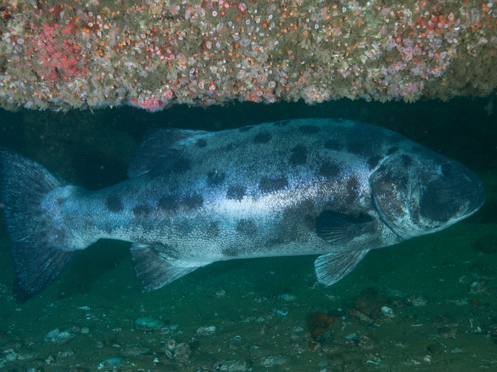 69711a16-e722-4266-9d90-de506494f100