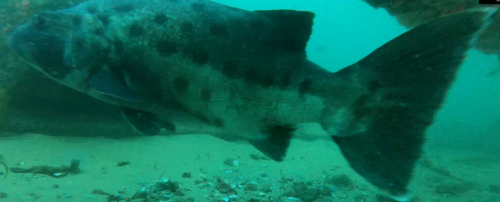 9684d370-1ae1-4d1a-9bb6-8848f263249c