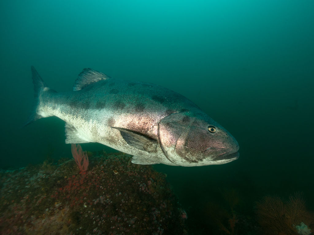 cfc51f46-2d4a-4096-9b6d-c56de3e312e2