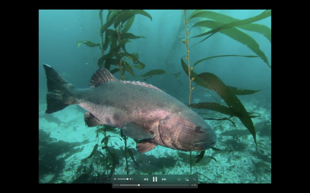 63086e13-6436-4846-b510-da19a5415bc1