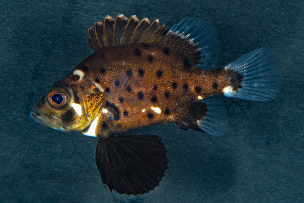 4335c84c-14ee-437c-bdac-a8851dbf29e2