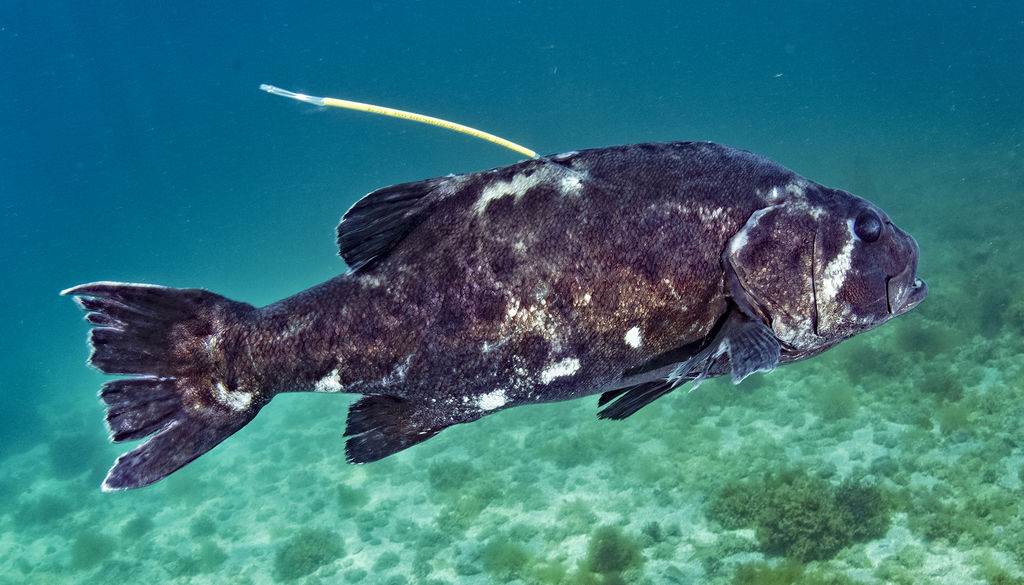 4335c84c-14ee-437c-bdac-a8851dbf29e2