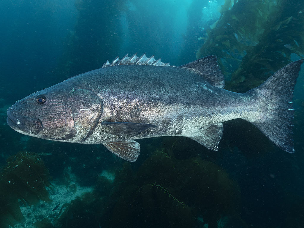 ebaeab0b-82a0-42cd-989d-0c1034901634