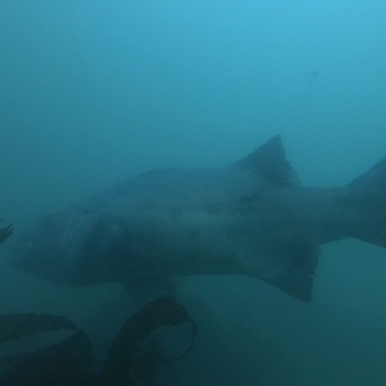 99e45ff6-86fc-4160-a5c4-2a06b92274ec