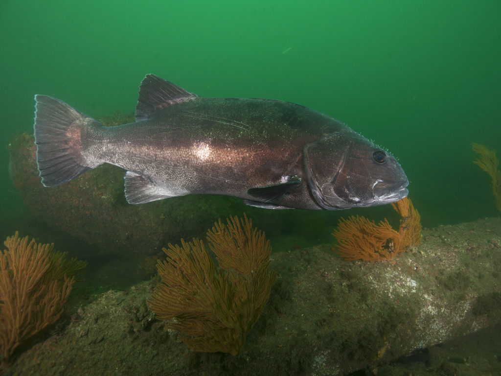 cc48e724-87df-4575-bdd4-dbc9d7f61076