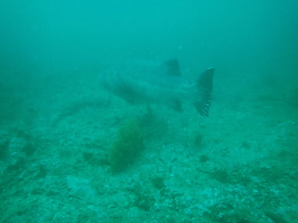 05aea7da-4f32-4016-b52f-f44f015c4bb2