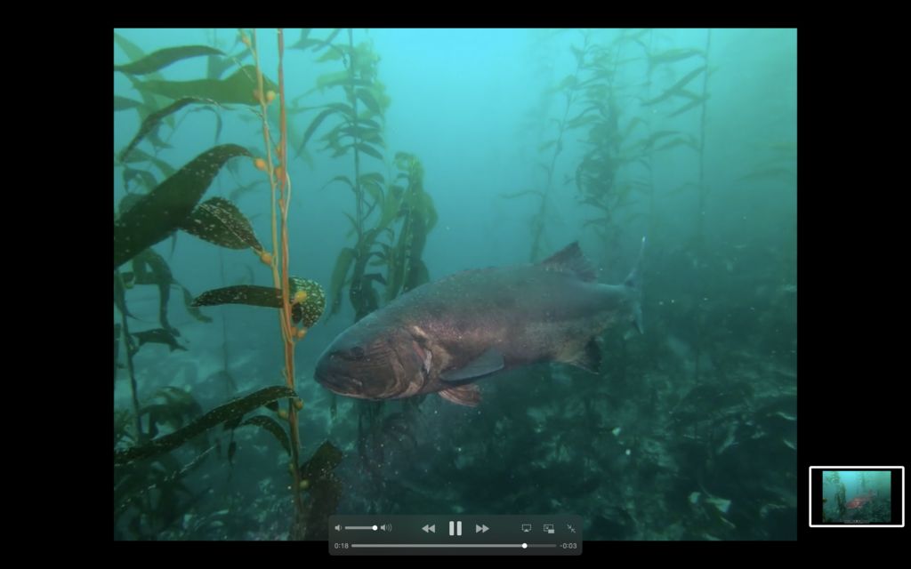 63086e13-6436-4846-b510-da19a5415bc1