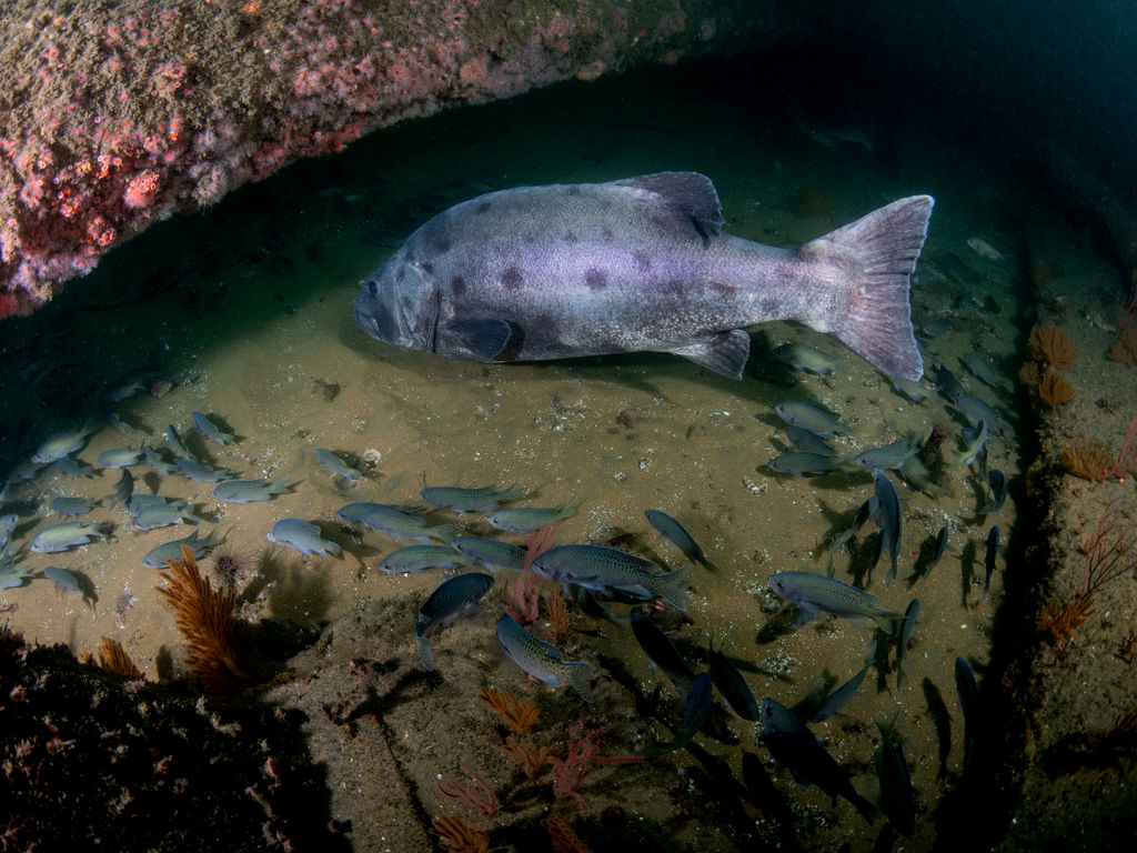 50439387-75e7-47b1-83e4-59224b080924