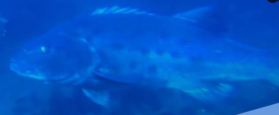 d888dfa3-e310-4432-b9cf-75a90b04fff7