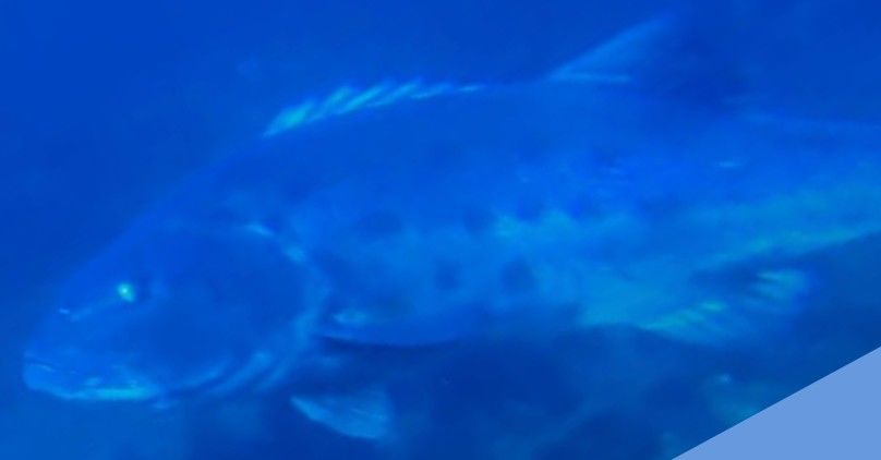 d888dfa3-e310-4432-b9cf-75a90b04fff7