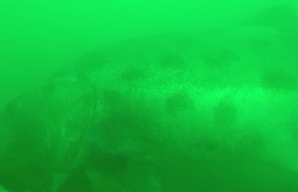 c6d774e1-b40c-4aa6-9950-5549122c73fd