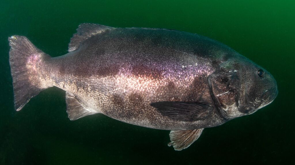 4f2b984b-7303-458e-80d0-6bccab2b1517