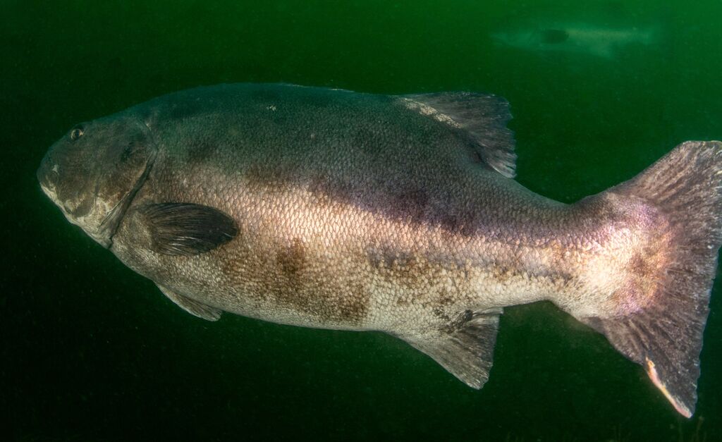 4f2b984b-7303-458e-80d0-6bccab2b1517