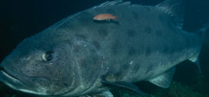 4f1b0e2a-306f-417d-9a68-e8b6f388875a