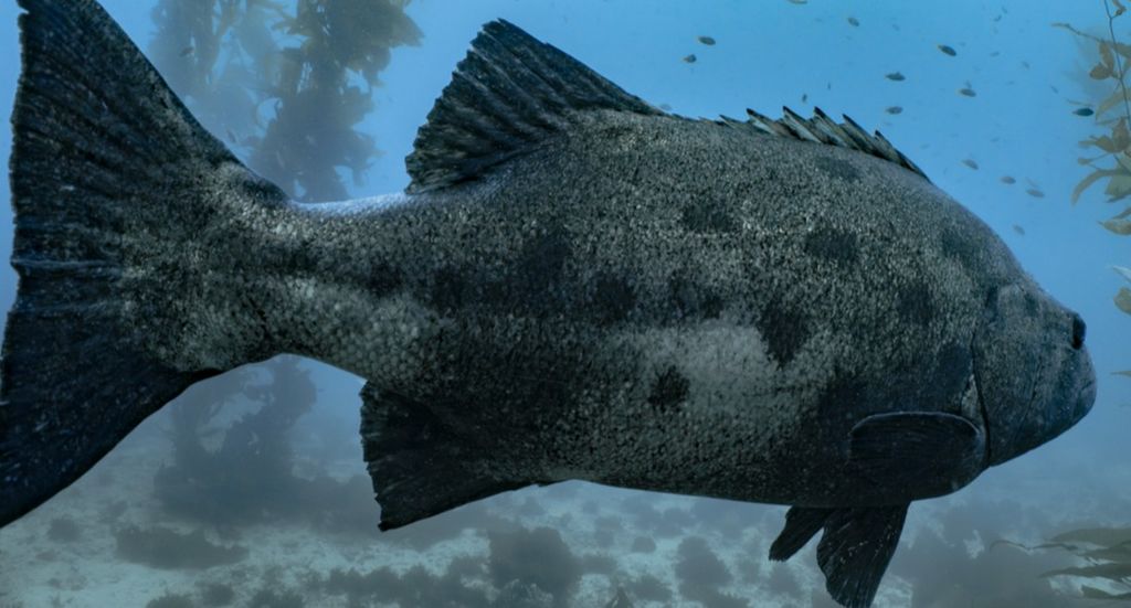 decdd11c-ff22-46a1-99a6-26eb93b3ffcd