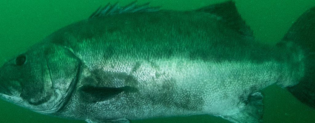 596ae179-4031-49bb-8cca-2e1946c47aa9