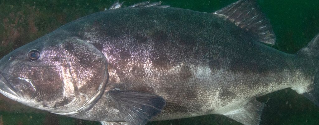 a8d6162a-5de8-493a-8c6c-d9f029179783