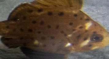 44ca432d-bc88-4432-b889-eadfa446fba8