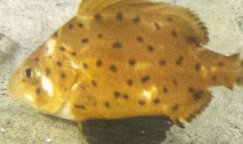 44ca432d-bc88-4432-b889-eadfa446fba8