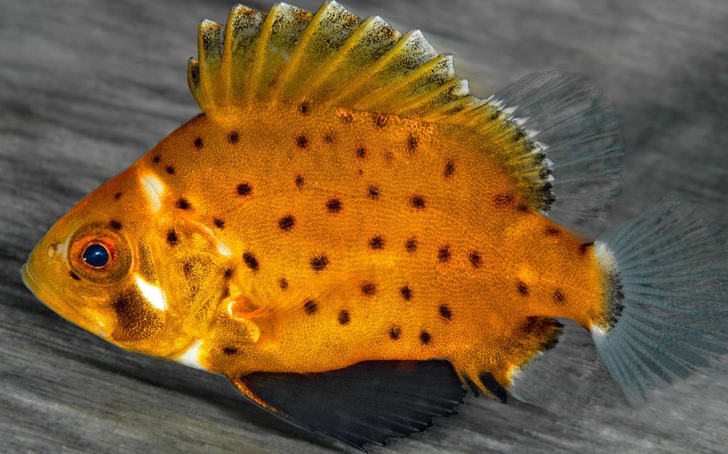 7113ba0c-0020-4296-b18e-740bf0daa537