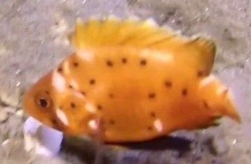 f0b2a50f-880a-4178-83c2-8d5b5fd1840d