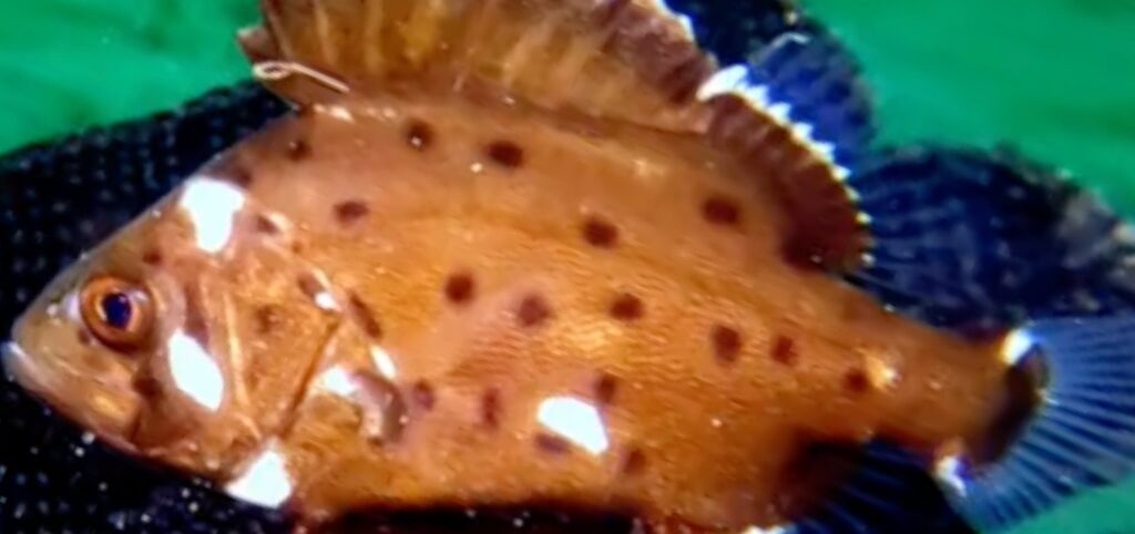 a233ca66-f1b2-4732-b839-6c729ee3c573