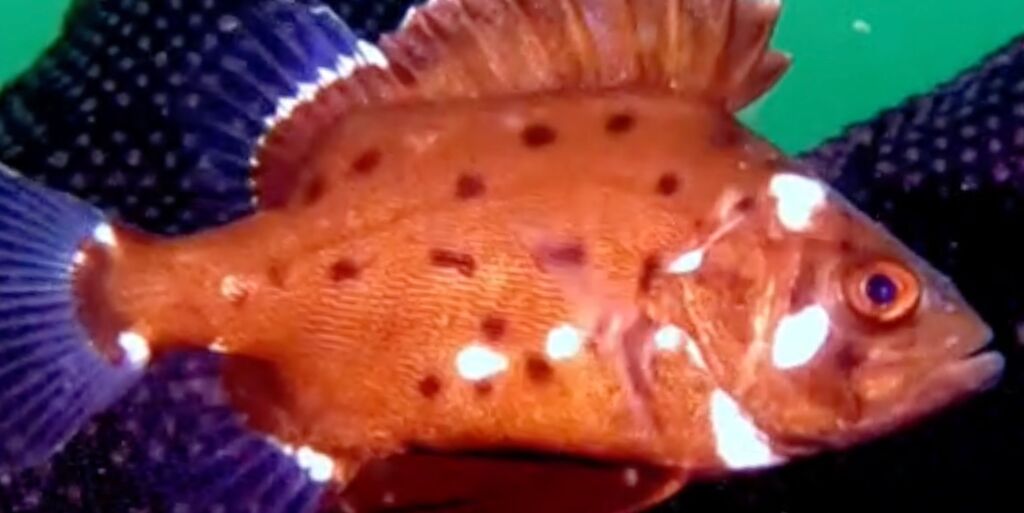 a233ca66-f1b2-4732-b839-6c729ee3c573