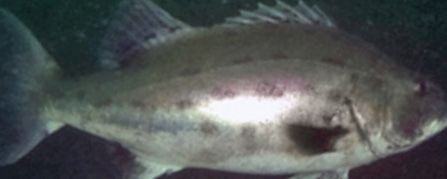 f5095a47-060f-4df1-970e-6cf443477136